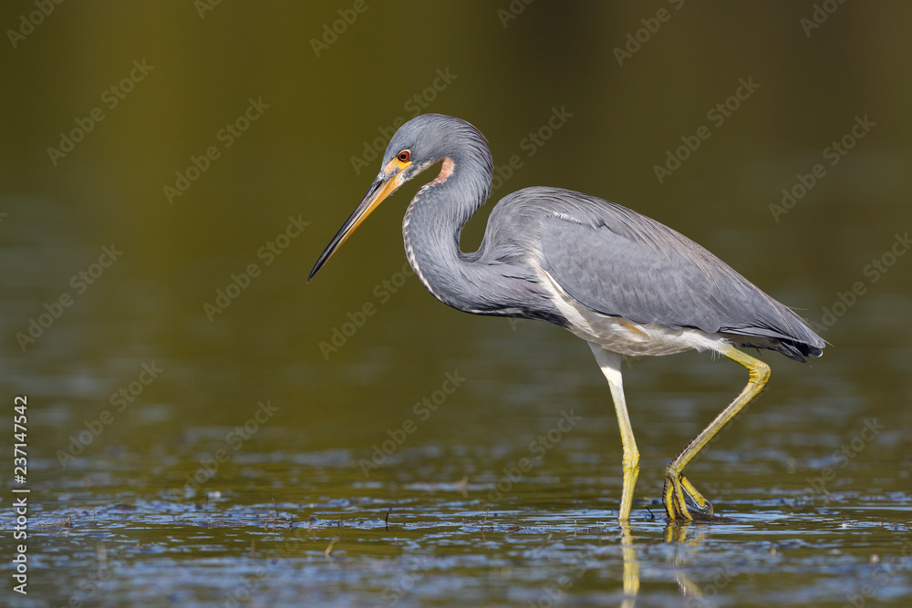 Tricolored Heron wading in a shallow lagoon