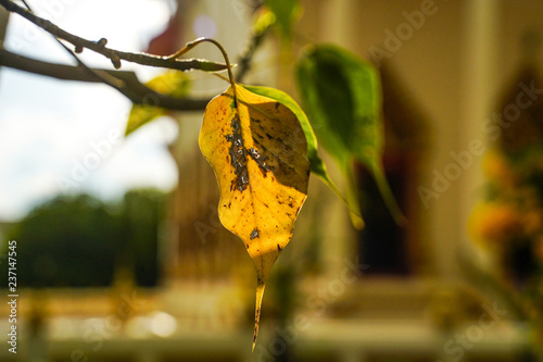 Bodhi leaf 