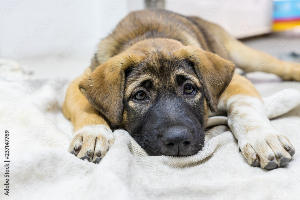brown puppy sleeping in the home on fabric, eye contact brown puppy sleeping in the home on fabric, eye contact