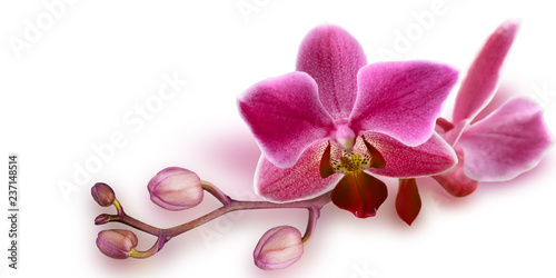 Pink Orchid with unopened buds on white background