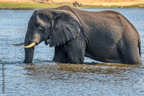 bull elephant in river in chobe reserve botswana