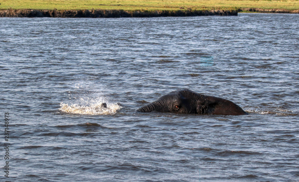 Fototapeta premium elephant swimming across chobe river just top of head and trunk showing
