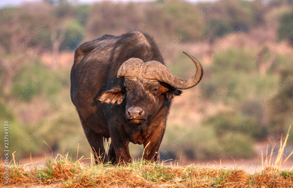Fototapeta premium buffalo on the chobe river in botswana