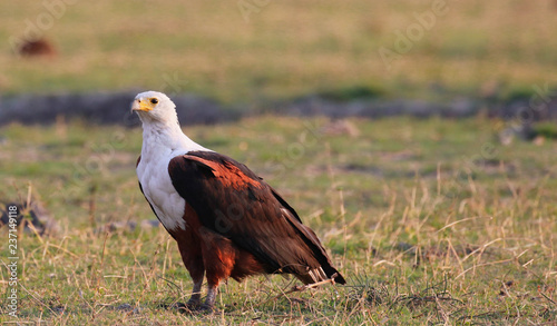 fish eagle stood at side of chobe reserve in botswana © bob