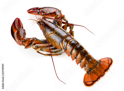 raw atlantic lobster