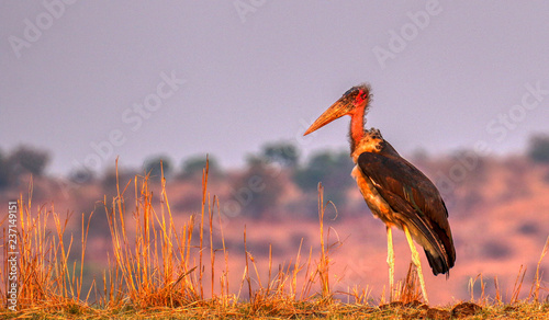 marabou stork
