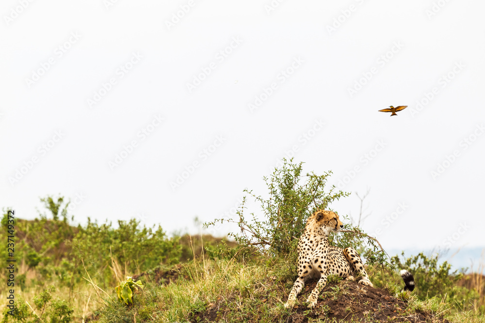 Cheetah on the hill. View point in savanna. Masai Mara, Kenya (Rev.2) Cheetah on the hill. View point in savanna. Masai Mara, Kenya (Rev.2)