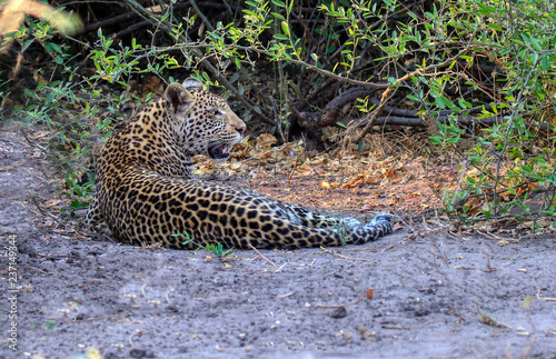 leopard laid under a bush in chobe national park botswana