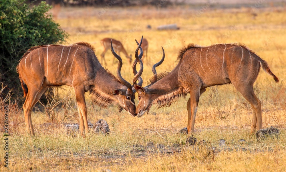Naklejka premium 2 kudu stags rutting in chobe national park botswana