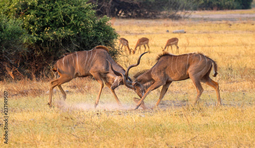 Foto kudus rutting in chobe national park in botswana