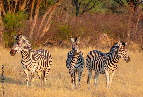 three zebras looking face on in hwange nature reserve