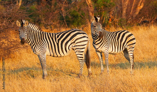 zebras in hwange nature reserve in zimbabwe