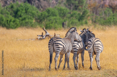 three zebras huddled together in hwange reserve in zimbabwe