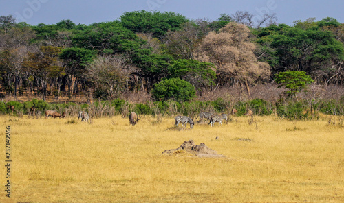landscape shot of hwange reserve in zimbabwe with zebra and kudu in distance