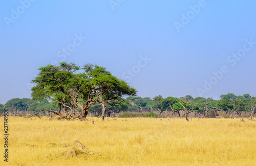 landscape shot of hwange nature reserve in zimbabwe