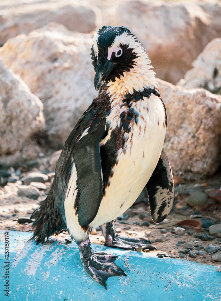 Fototapeta premium African penguin standing on the rock after swimming. African penguin (Spheniscus demersus) also known as the jackass penguin and black-footed penguin.