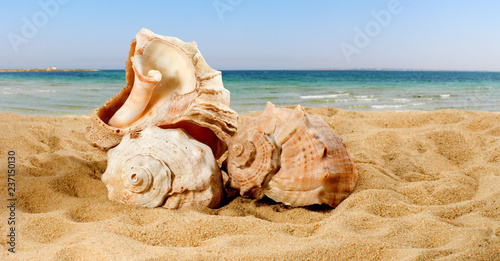 image of sea shells on sea background
