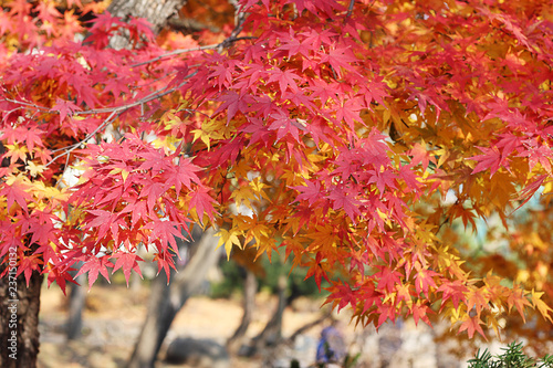 Leaves color change in South Korea.