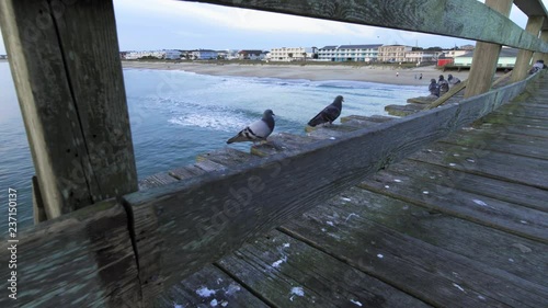 pigeons on the pier early in the morning 