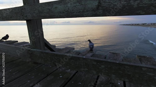 Pigeons on the pier at dawn