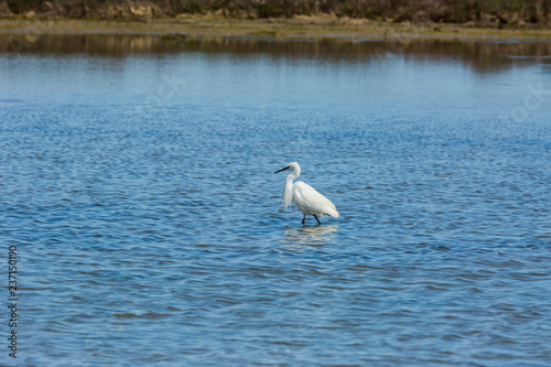 Little egret in Delta de l'Ebre Nature Park, Tarragona, Spain © Alberto Gonzalez 
