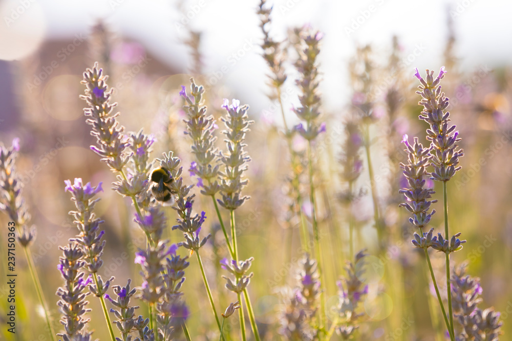 Fototapeta premium Bumblebee in Lavaneder field