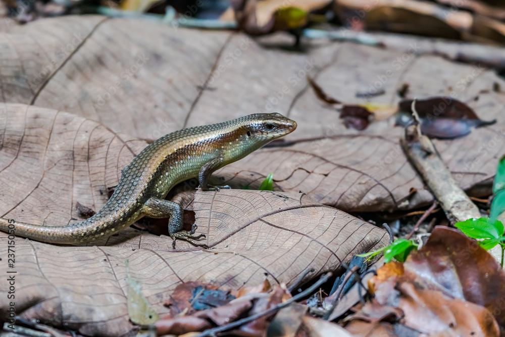 Fototapeta premium Common sun skink spotted in Singapore