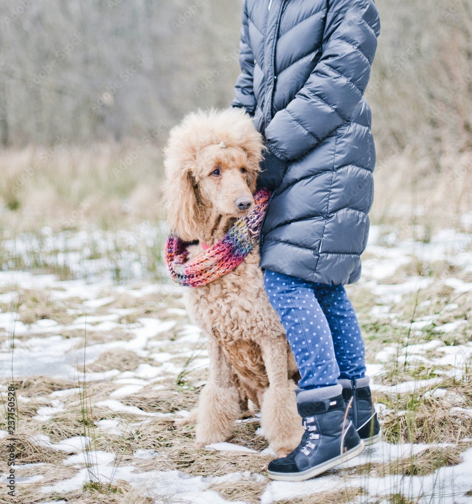 Do Poodles Need Winter Coats