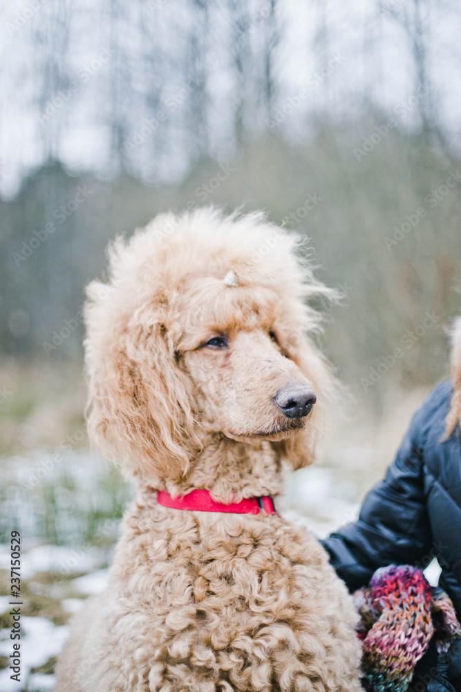 Dog royal standard poodle apricot color on a winter walk in nature. Stock Photo Adobe Stock