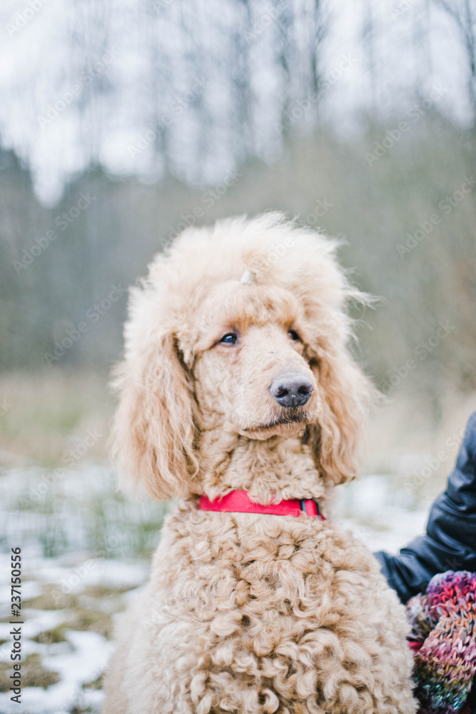  Dog royal standard poodle apricot color on a winter walk in nature.