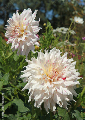 Fototapeta Naklejka Na Ścianę i Meble -  Dahlia cactus rose