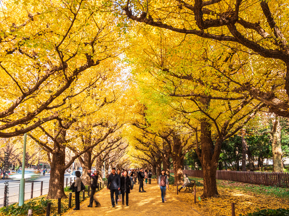 東京　神宮外苑　いちょう並木