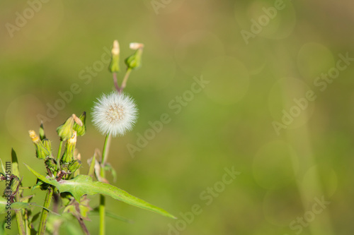 Dandelion seeds outdoors in the fall