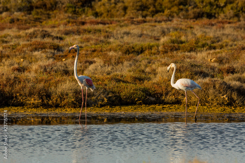 Flamingos in Delta de l Ebre  Tarragona  Spain