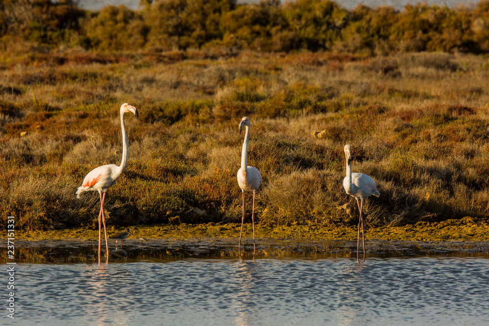 Obraz premium Flamingos in Delta de l'Ebre, Tarragona, Spain