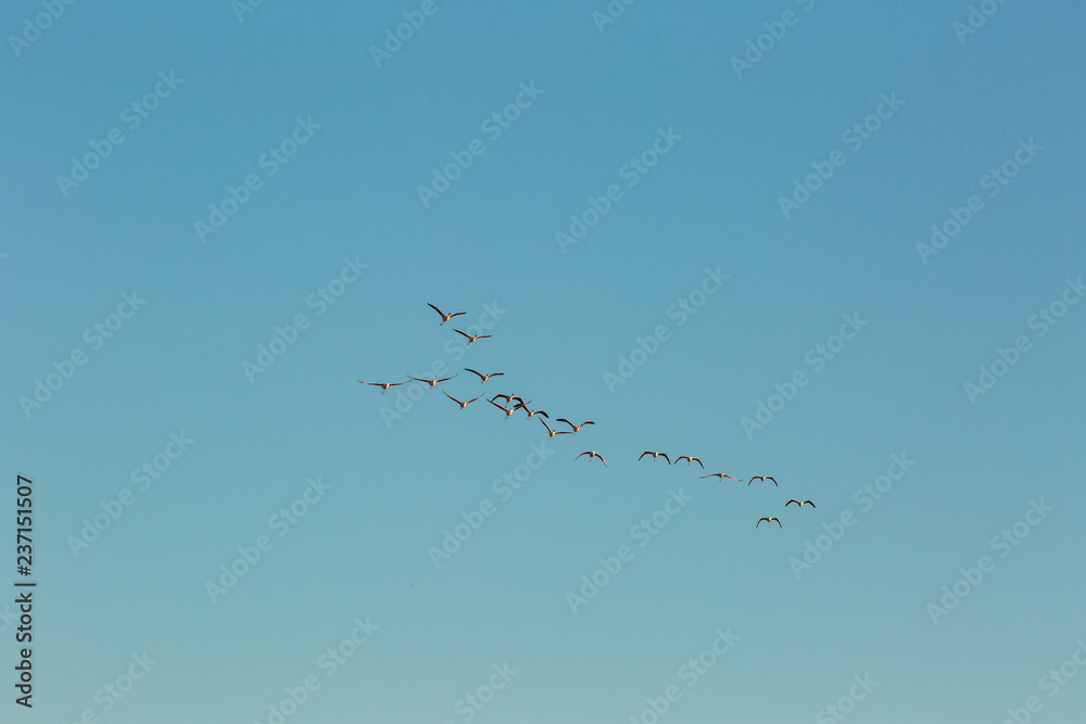 Flamingos in Delta de l'Ebre Nature Park, Tarragona, Spain Flamingos in Delta de l'Ebre Nature Park, Tarragona, Spain