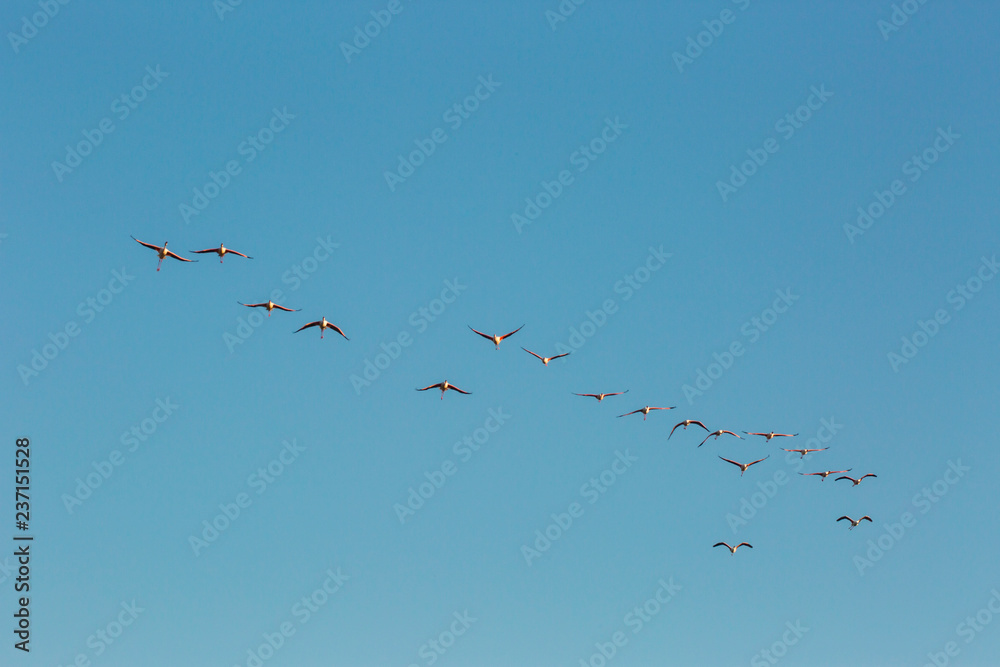 Flamingos in Delta de l'Ebre Nature Park, Tarragona, Spain Flamingos in Delta de l'Ebre Nature Park, Tarragona, Spain