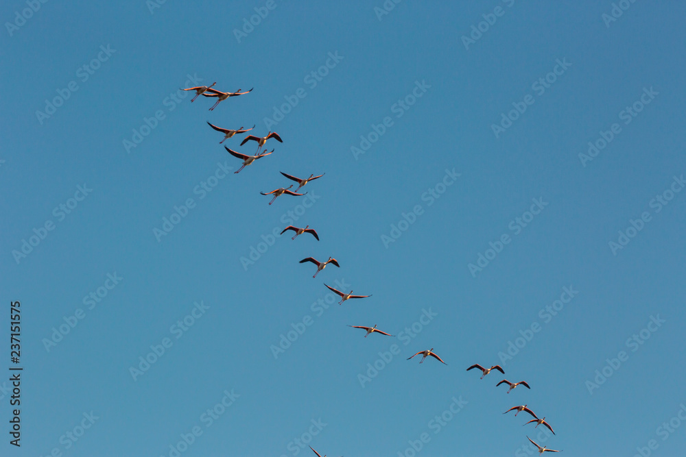 Flamingos in Delta de l'Ebre Nature Park, Tarragona, Spain Flamingos in Delta de l'Ebre Nature Park, Tarragona, Spain