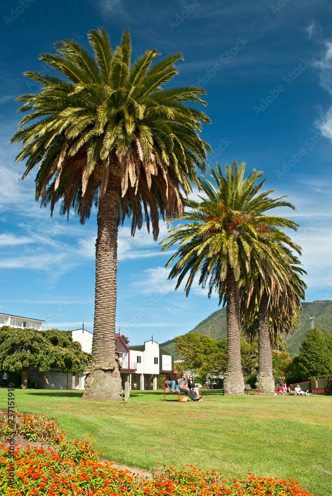 Palm trees at waterfront gardens in Picton, Marlborough region, South Island, New Zealand.