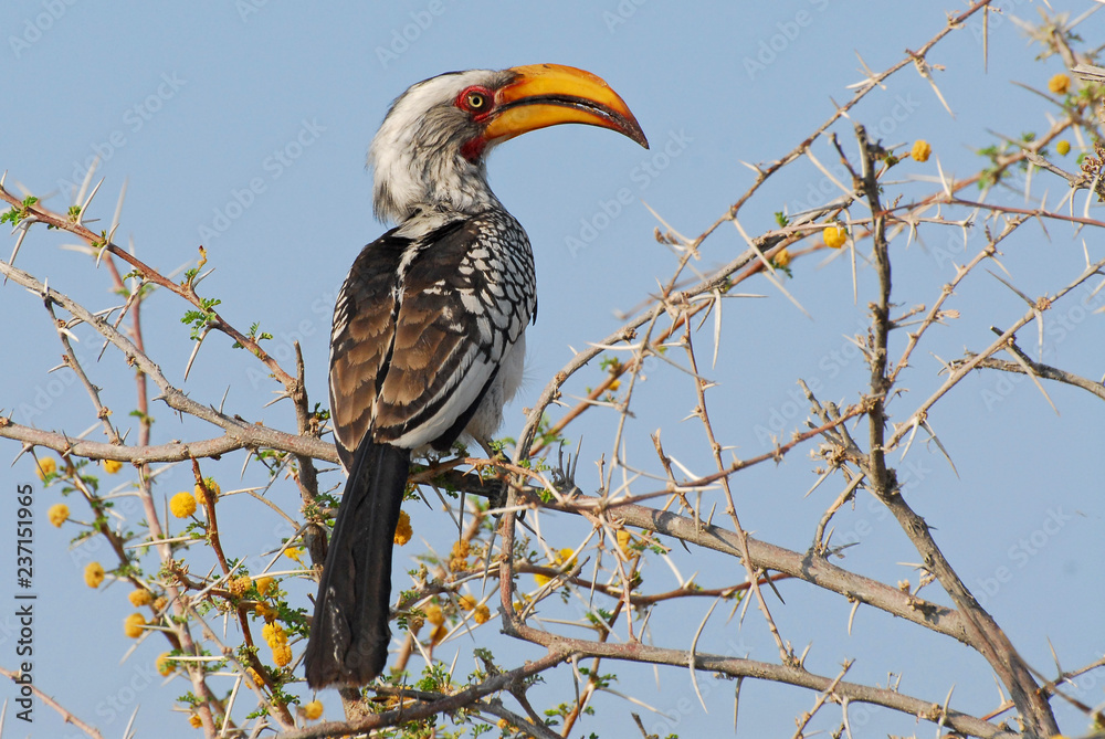 Southern Yellow billed Hornbill (Tockus leucomelas) the flying Banana, Etosha National Park, Namibia.