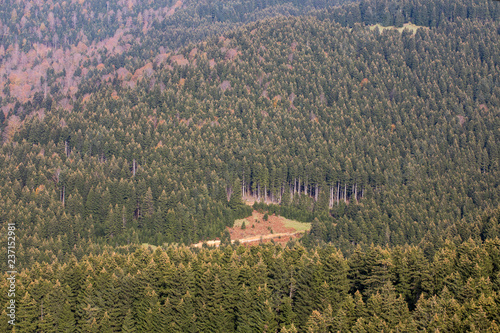 Forest of Pine Trees photo