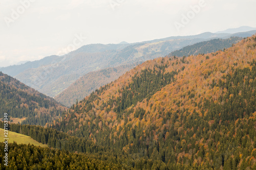 Forest of Pine Trees photo