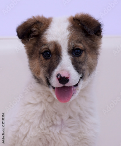 White with brown puppy photo