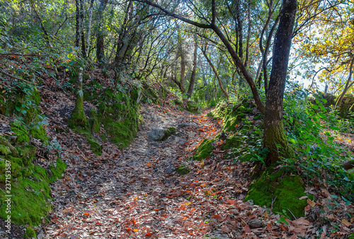 Path in the middle of the woods. Nice place to walk in, with plenty nature, very green and virgin vegetation. Trekking route in Huelva mountains photo