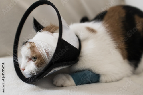 adult cat wearing a plastic cone collar to protect it from scratching the wound on a white background