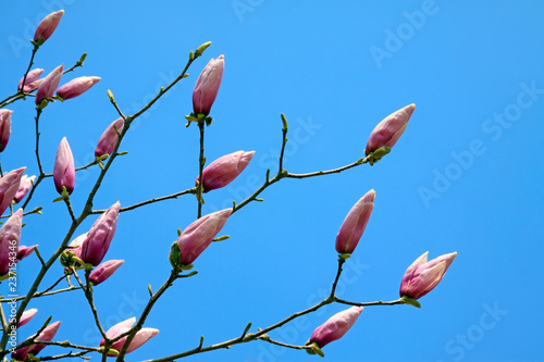 Magnolia denudata in the sky photo