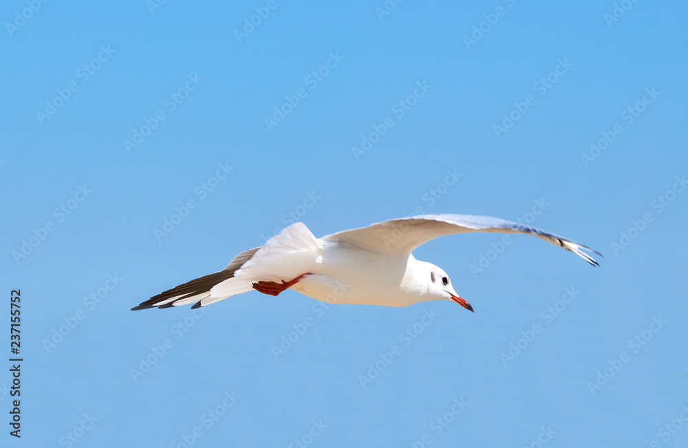 Obraz premium Sea gulls flying over a beach in a clear blue sky