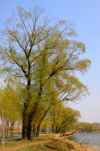 Willow by the river, natural scenery © junrong