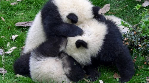 Three baby pandas playing and fighting with each other on the green grass. UHD photo