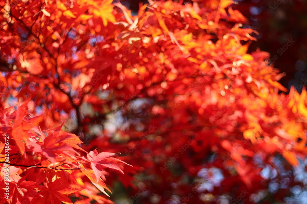 紅葉 紅葉